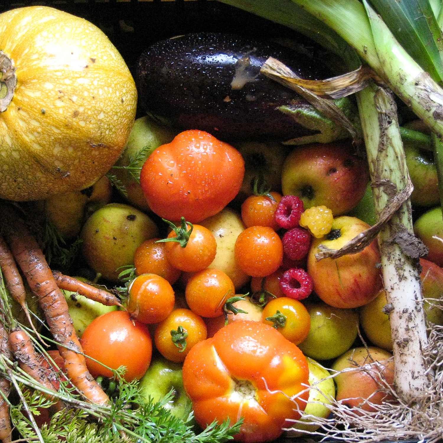  LA BELLE JEANNETTE reolte permaculture